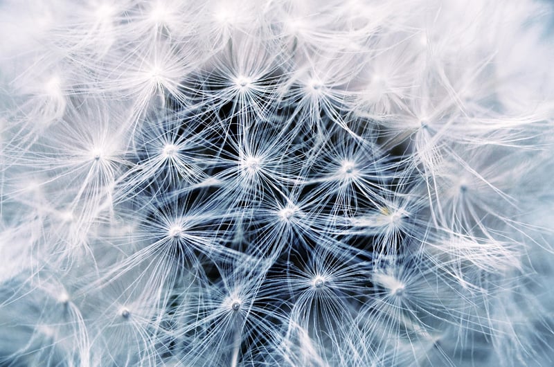 Plant Photography